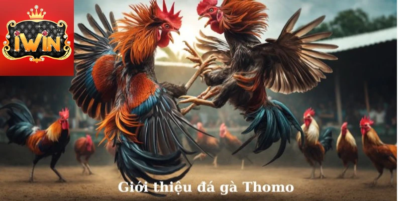 Giới thiệu về đá gà Thomo iWin